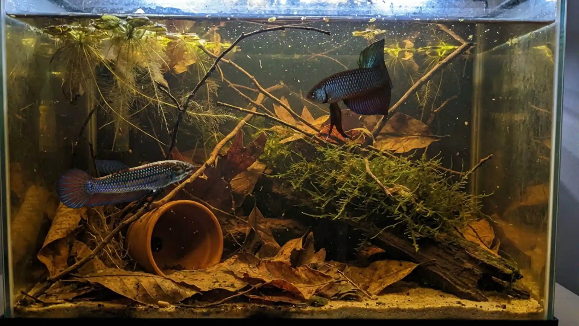 Comparison scene of Smaragdina Betta male and female in calm blackwater, showing differences in coloration and fin length.